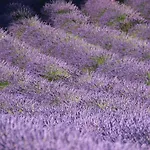 D'hotes Elisa & Etienne Bed and breakfast Manosque