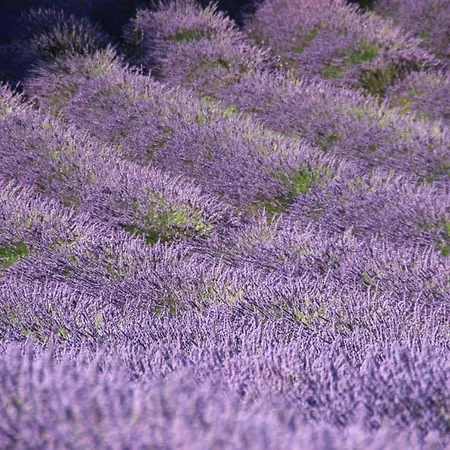 D'hotes Elisa & Etienne Bed & Breakfast Manosque