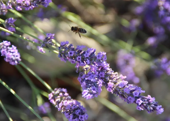 D'hotes Elisa & Etienne 住宿加早餐酒店