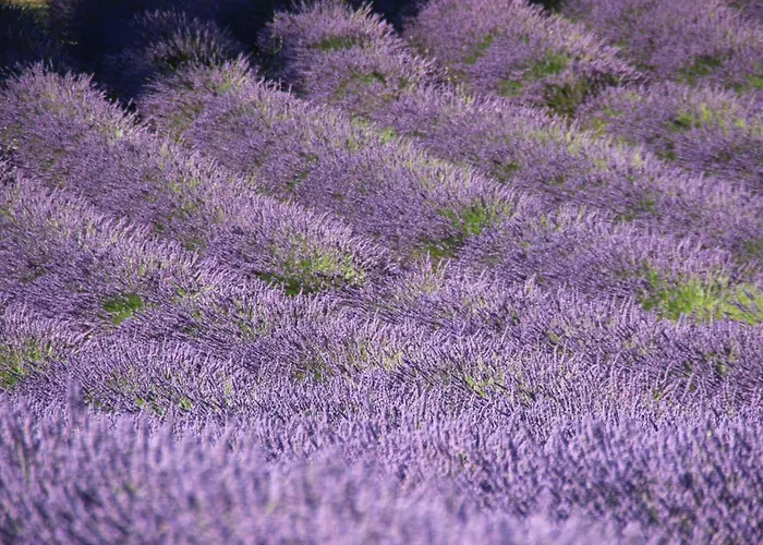 D'hotes Elisa & Etienne 住宿加早餐酒店 马诺斯克